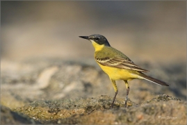 <p>KONIPAS LUČNÍ (Motacilla flava) - jižní Morava - Strachotín ---- /Western yellow wagtail - Schafstelze/</p>